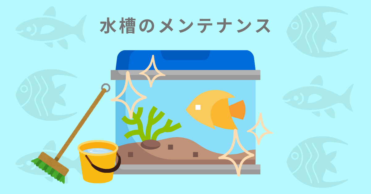 水槽メンテナンス（熱帯魚）