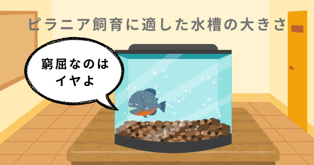 ピラニアナッテリーの飼育に適した水槽の大きさ｜ひろしげブログ