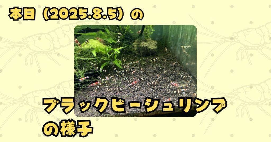 本日(2025年8月5日)のブラックビーシュリンプの様子