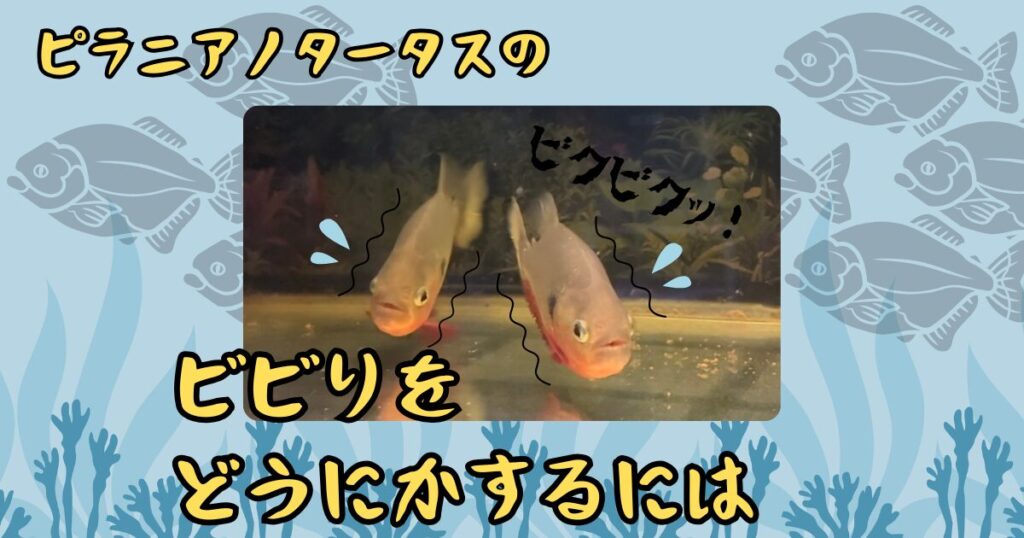 ピラニアノタータスのビビりをどうにかするには