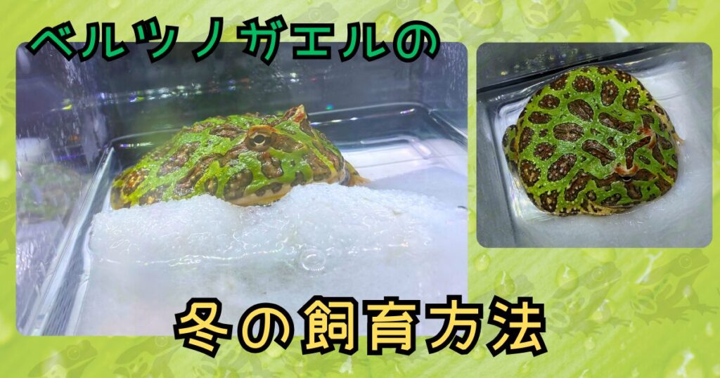ベルツノガエルの冬の飼育方法