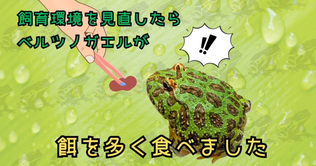 飼育環境を見直したらベルツノガエルが餌を多く食べました