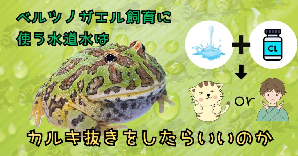 ベルツノガエル飼育に使う水道水はカルキ抜きをしたらいいのか